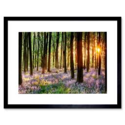 "Artery8 Bluebell Wood Sunrise Trees Photograph 12x16"" Framed Art Print - Size: W12"" x H16""" - thumbnail 1