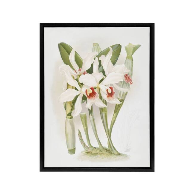 "Artery8 Frederick Sander Laelia Euspatha Orchid Flowers Framed Canvas Art - Size: W12"" x H16""" - image 1
