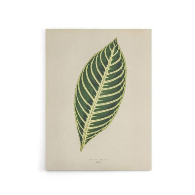 "Artery8 Vintage Botanical Tiger Plant Leaf Fawcett Canvas Wall Art in Beige - Size: W18"" x H24""" - image 1