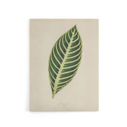 "Artery8 Vintage Botanical Tiger Plant Leaf Fawcett Canvas Wall Art in Beige - Size: W18"" x H24""" - thumbnail 1