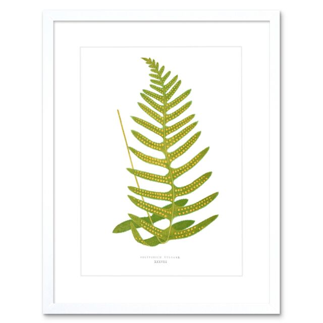 "Artery8 Wall Art Print Fern Polypodium Vulgare Art Framed 9x7 inch in White - Size: W7"" x H9""" - image 1