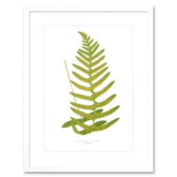 "Artery8 Wall Art Print Fern Polypodium Vulgare Art Framed 9x7 inch in White - Size: W7"" x H9""" - thumbnail 1