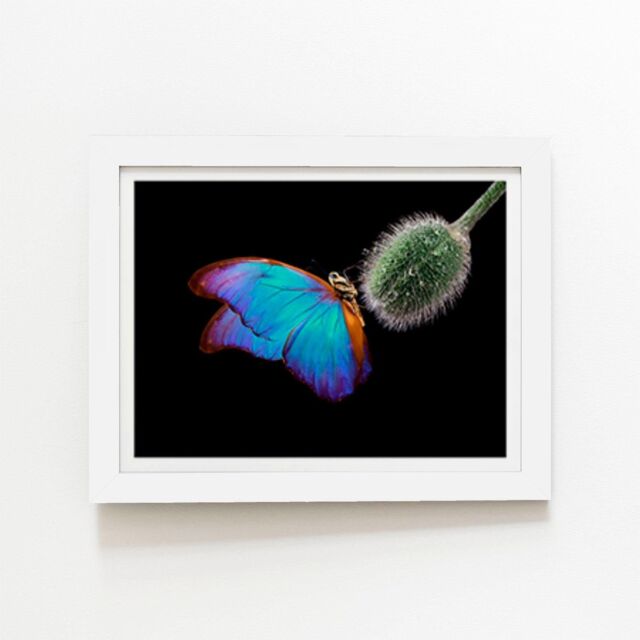 "Warren Reed - Designer Bright Butterfly On A Poppy Bud Framed Art Print in White - Size: W24"" x H36""" - image 1