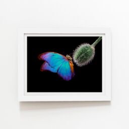 "Warren Reed - Designer Bright Butterfly On A Poppy Bud Framed Art Print in White - Size: W24"" x H36""" - thumbnail 1