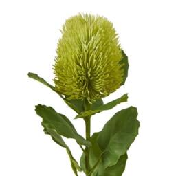 Lemon Pavilion Furniture and Decor Banksia (Single Stem Flower) - Plastic - Height 59 cm - Green - thumbnail 2