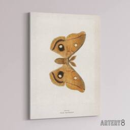 "Artery8 Polyphemus Moth Vintage Illustration Denton Canvas Wall Art Print in White - Size: W12"" x H16""" - thumbnail 2