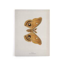 "Artery8 Polyphemus Moth Vintage Illustration Denton Canvas Wall Art Print in White - Size: W12"" x H16""" - thumbnail 1