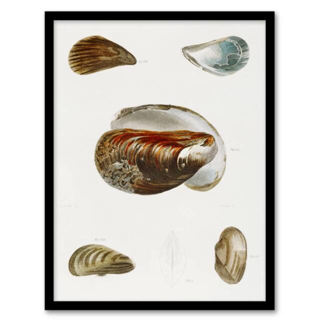 Artery8 James De Kay Different Types of Mussel Seashells Framed Wall Art Print in White - Size: A4 - image 1