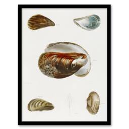 Artery8 James De Kay Different Types of Mussel Seashells Framed Wall Art Print in White - Size: A4 - thumbnail 1