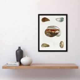 Artery8 James De Kay Different Types of Mussel Seashells Framed Wall Art Print in White - Size: A4 - thumbnail 4