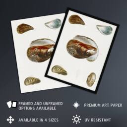 Artery8 James De Kay Different Types of Mussel Seashells Framed Wall Art Print in White - Size: A4 - thumbnail 2