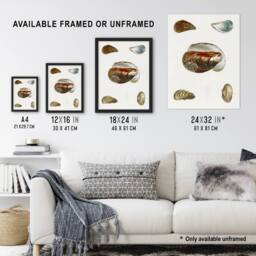 Artery8 James De Kay Different Types of Mussel Seashells Framed Wall Art Print in White - Size: A4 - thumbnail 3