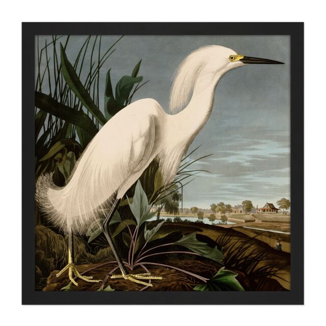 "Artery8 Wall Art Print Audubon Birds Snowy Heron Painting Square Framed Picture 16X16 Inch in Black - Size: W16"" x H16""" - image 1