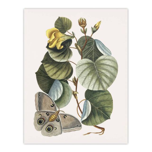 "Artery8 Ketmia Hibiscus Flower & Butterfly Catesby Wall Art Poster Print - Size: W12"" x H16""" - image 1