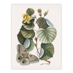 "Artery8 Ketmia Hibiscus Flower & Butterfly Catesby Wall Art Poster Print - Size: W12"" x H16""" - thumbnail 1