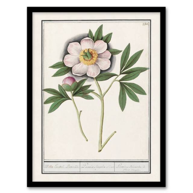 Artery8 Anselmus de Boodt Blooming Peony Flower Study Framed Art Picture Print in White - Size: A4 - image 1