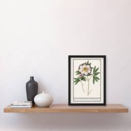 Artery8 Anselmus de Boodt Blooming Peony Flower Study Framed Art Picture Print in White - Size: A4 - thumbnail 2