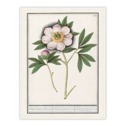 Artery8 Anselmus de Boodt Blooming Peony Flower Study Framed Art Picture Print in White - Size: A4 - thumbnail 3