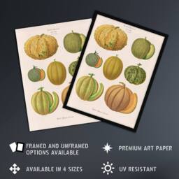 "Artery8 Melons Fruit Vintage Kitchen Ernst Benary Framed Wall Art Print in White - Size: W12"" x H16""" - thumbnail 2