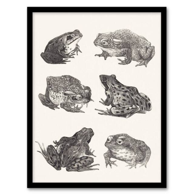Artery8 Six Frogs & Toads Pencil Drawing Vintage Framed Wall Art Print Hoytema in White - Size: A4 - image 1