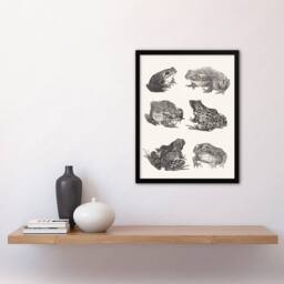 Artery8 Six Frogs & Toads Pencil Drawing Vintage Framed Wall Art Print Hoytema in White - Size: A4 - thumbnail 4
