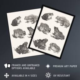 Artery8 Six Frogs & Toads Pencil Drawing Vintage Framed Wall Art Print Hoytema in White - Size: A4 - thumbnail 2