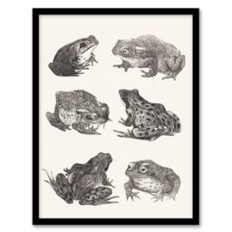 Artery8 Six Frogs & Toads Pencil Drawing Vintage Framed Wall Art Print Hoytema in White - Size: A4 - thumbnail 1