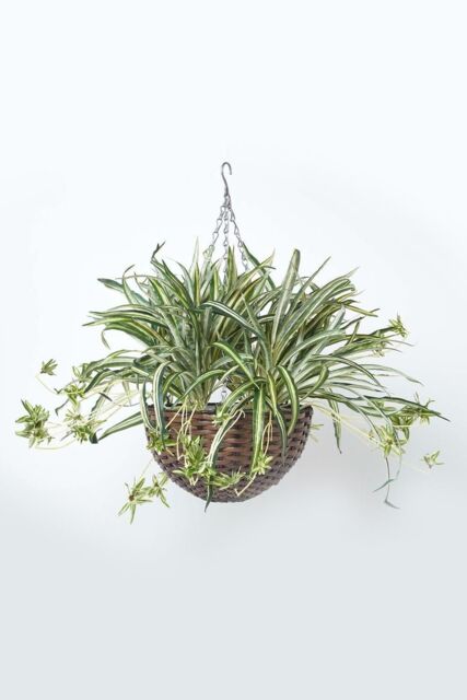 Homescapes Artificial Hanging Basket Spider Plant, 60 cm in Green - image 1