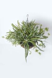 Homescapes Artificial Hanging Basket Spider Plant, 60 cm in Green - thumbnail 2