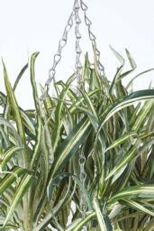 Homescapes Artificial Hanging Basket Spider Plant, 60 cm in Green - thumbnail 5