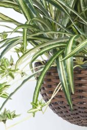 Homescapes Artificial Hanging Basket Spider Plant, 60 cm in Green - thumbnail 3
