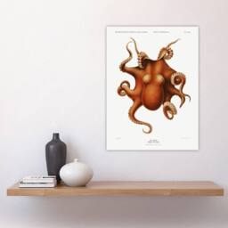 "Artery8 Octopus Vintage Illustration Carl Chun Wall Art Poster Print in White - Size: W12"" x H16""" - thumbnail 4