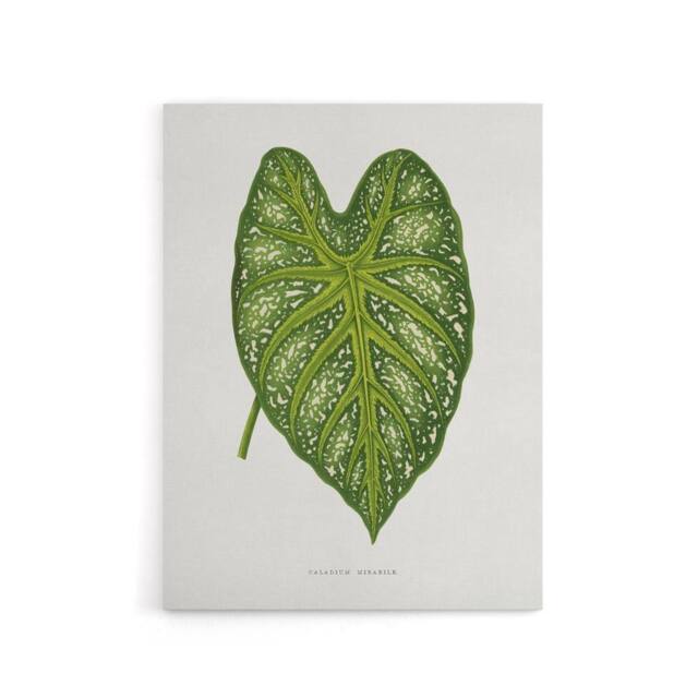 "Artery8 AF Lydon Benjamin Fawcett Caladium Mirabile Leaf Canvas Wall Art Print in White - Size: W12"" x H16""" - image 1