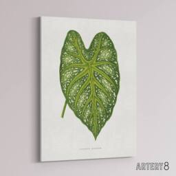 "Artery8 AF Lydon Benjamin Fawcett Caladium Mirabile Leaf Canvas Wall Art Print in White - Size: W12"" x H16""" - thumbnail 2