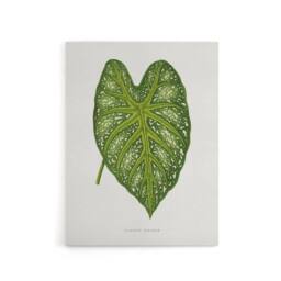 "Artery8 AF Lydon Benjamin Fawcett Caladium Mirabile Leaf Canvas Wall Art Print in White - Size: W12"" x H16""" - thumbnail 1