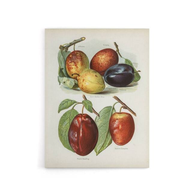 "Artery8 Plum Varieties Vintage illustration Wright Canvas Wall Art Print in White - Size: W12"" x H16""" - image 1