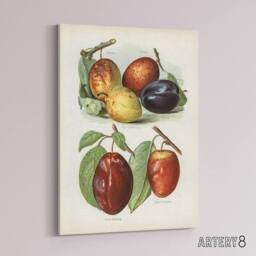 "Artery8 Plum Varieties Vintage illustration Wright Canvas Wall Art Print in White - Size: W12"" x H16""" - thumbnail 2