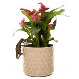 Jardinopia Tyranasaurus Rex Plant Pot Hanger in Bronze - thumbnail 5