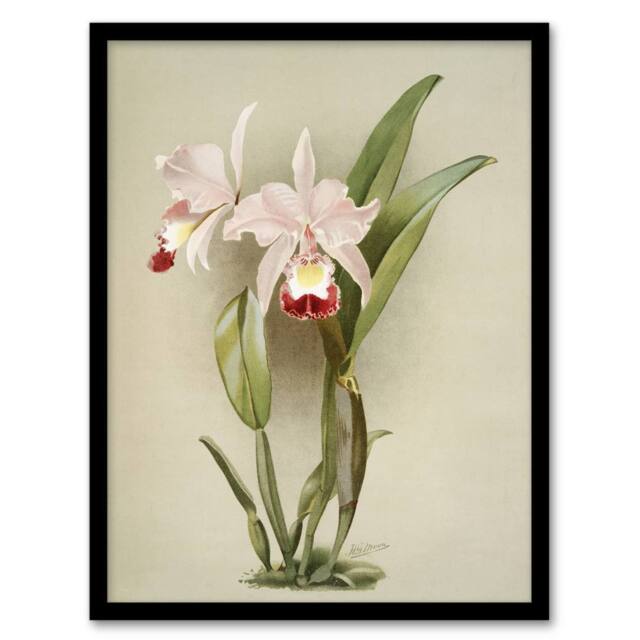 Artery8 F Sander Cattleya ballantiniana Orchid Flowers Framed Wall Art Print in White - Size: A4 - image 1