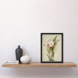 Artery8 F Sander Cattleya ballantiniana Orchid Flowers Framed Wall Art Print in White - Size: A4 - thumbnail 4
