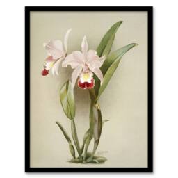 Artery8 F Sander Cattleya ballantiniana Orchid Flowers Framed Wall Art Print in White - Size: A4 - thumbnail 1