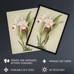 Artery8 F Sander Cattleya ballantiniana Orchid Flowers Framed Wall Art Print in White - Size: A4 - thumbnail 2