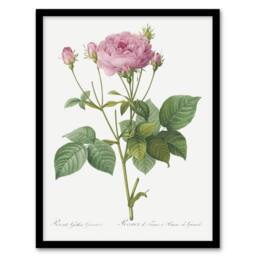 Artery8 Gallic Rose Flower Illustration Redoute Vintage Framed Wall Art Print in White - Size: A4 - thumbnail 1