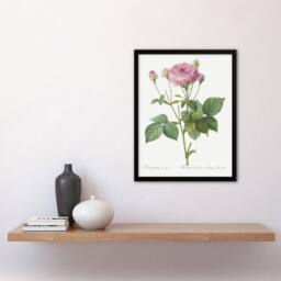 Artery8 Gallic Rose Flower Illustration Redoute Vintage Framed Wall Art Print in White - Size: A4 - thumbnail 4
