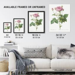 Artery8 Gallic Rose Flower Illustration Redoute Vintage Framed Wall Art Print in White - Size: A4 - thumbnail 3