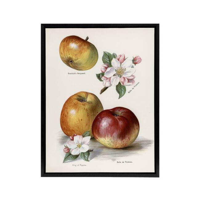 "Artery8 King of Pippins Apple Vintage Illustration Wright Framed Canvas Art in White - Size: W18"" x H24""" - image 1