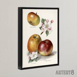 "Artery8 King of Pippins Apple Vintage Illustration Wright Framed Canvas Art in White - Size: W18"" x H24""" - thumbnail 2