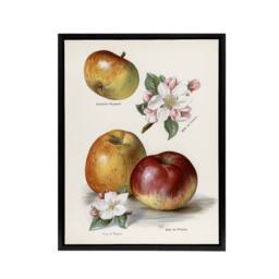 "Artery8 King of Pippins Apple Vintage Illustration Wright Framed Canvas Art in White - Size: W18"" x H24""" - thumbnail 1