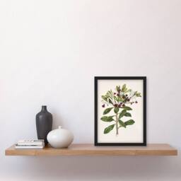 Artery8 Sarah Featon Framed Wall Art Print New Zealand Kohuhu & Karo Plant in Beige - Size: A4 - thumbnail 2