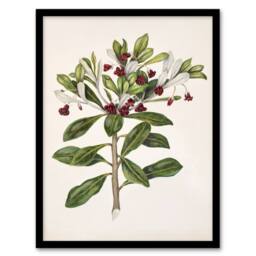 Artery8 Sarah Featon Framed Wall Art Print New Zealand Kohuhu & Karo Plant in Beige - Size: A4 - thumbnail 1